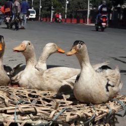 हाँसको मूल्यवृद्धि, व्यापारमा ह्रास