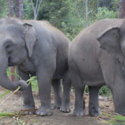 हात्तीको आक्रमणबाट कैलालीका डगौराको मृत्यु