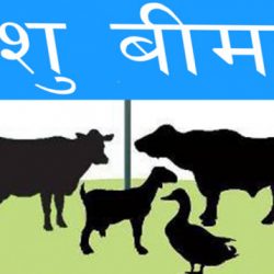 स्वास्थ्य र पशु बीमामा शतप्रतिशत अनुदान